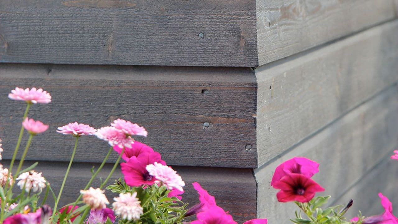 Brun beiset kledning på husvegg med rosa blomster plantet foran.